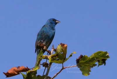 Indigo Bunting tree top 25.jpg