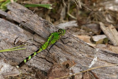 Eastern Pondhawk female on log 25.jpg