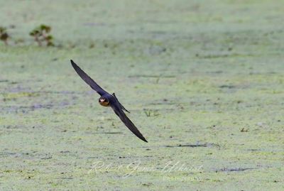Barn Swallow in flight head on 25.jpg