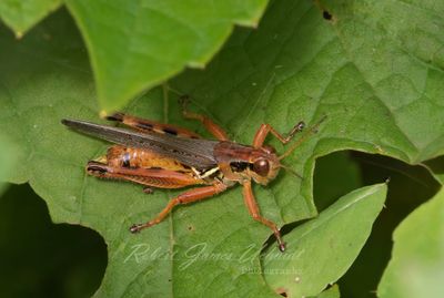 Red Legged Grashopper on leaf 25.jpg