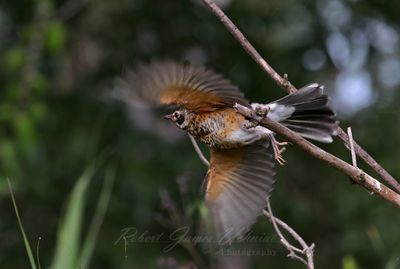 Robin juvenile takes flight 25.jpg