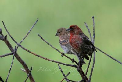 House Finch pair on branches 25.jpg