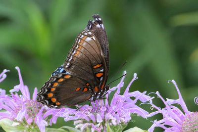 Red Spotted Purple on Bergamot 25.jpg