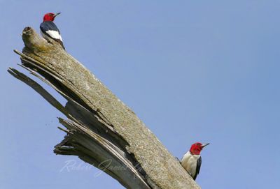 Red Headed Woodpeckers on branch 25.jpg