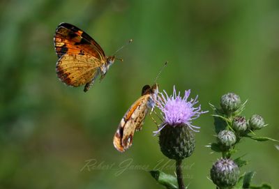 Pearl Cresent butterflies and Thistle 25.jpg