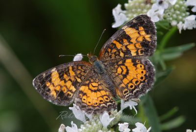 Pearl Cresent butterfly on blossoms.jpg