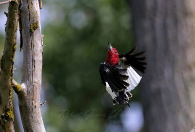 Red Headed Woodpecker in flight 25.jpg