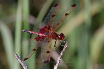 Calico Pennant male on Phragmite 25.jpg