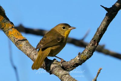 Common Yellowthroat female on branch 25.jpg