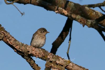 Eastern Bluebird juvenile 25.jpg