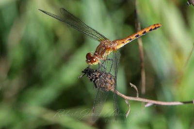 Ruby Meadowhawk female on seed pod 25.jpg