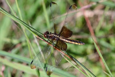Widow Skimmer female on Stalk 2 25.jpg