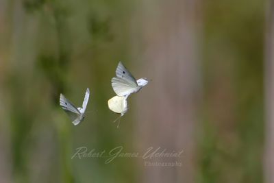 Cabbage White pair mating with second male in pursuit 25.jpg