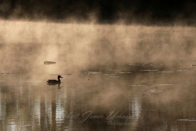 Mallard and steam 25.jpg