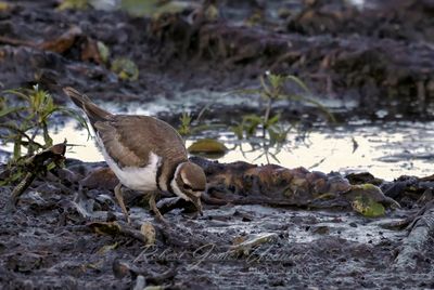 Killdeer in Marsh 25.jpg