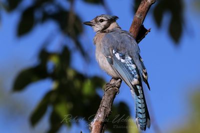 Blue Jay on branch early light 25.jpg
