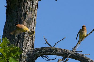 Cedar Waxwings in a tree 25.jpg