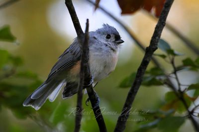 Tit Mouse on branch 25.jpg