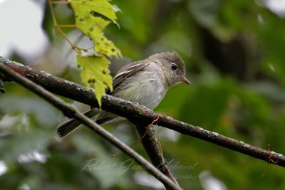 Least Flycatcher on branch morning 25.jpg