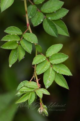 Multiflora Rose vine and dew 25.jpg
