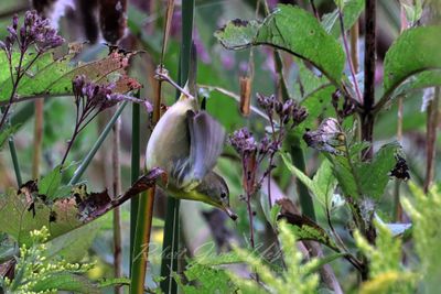 Nashville Warbler eating a Spider 25.jpg