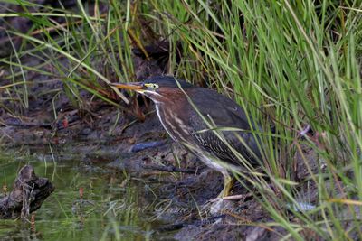 Green Heron in Marsh 25.jpg