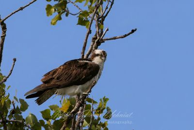 Osprey in tree 25.jpg