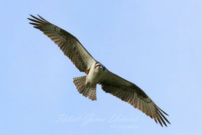 Osprey in flight banking 25.jpg