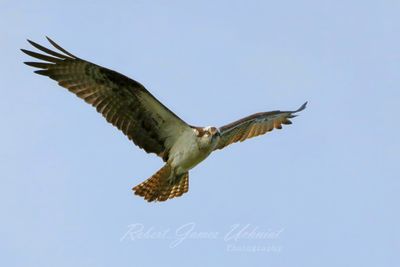 Osprey in flight facing 25.jpg