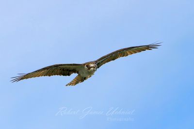 Osprey in flight front 25.jpg