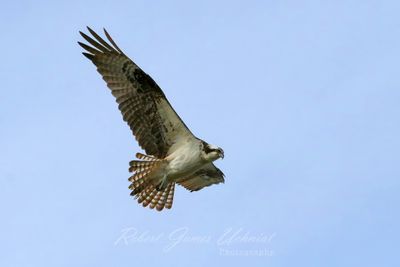 Osprey in flight hovering 25.jpg