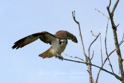 Osprey landing on branch 25.jpg