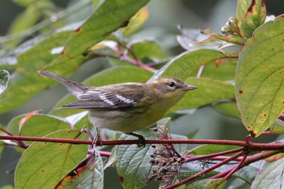 Bay Breasted Warbler on vine 25.jpg