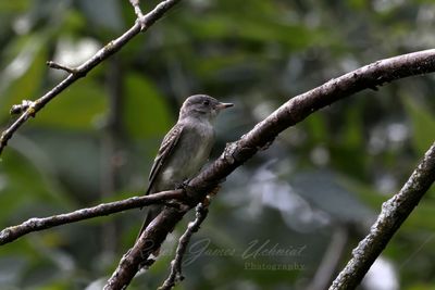 Eastern Wood Peewee on branches 2 25.jpg