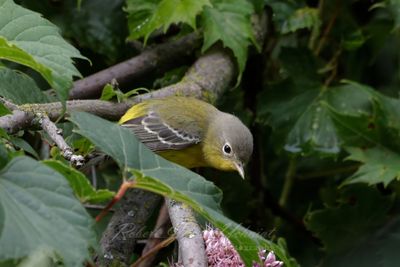 Magnolia Warbler female in leaves 25.jpg