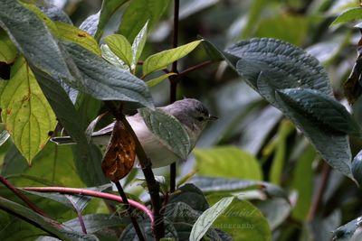 Blue Gray Gnatcatcher in leaves 25.jpg