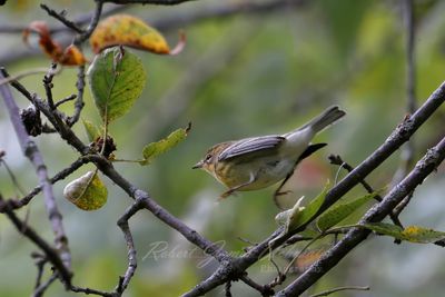 Blackburian Warbler female hopping 25.jpg