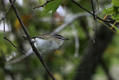 Red Eyed Vireo on vine 25.jpg