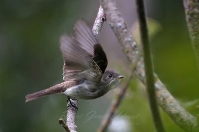 Eastern Wood Peewee at takeoff 25.jpg