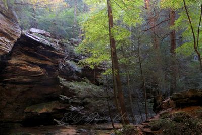 Ash Cave forest 25.jpg