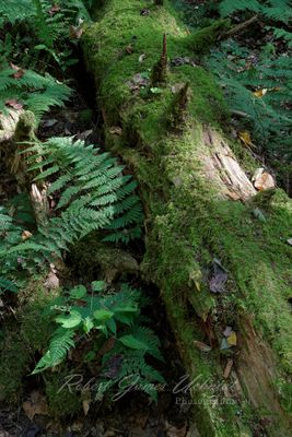 Fallen log and Ferns 25.jpg