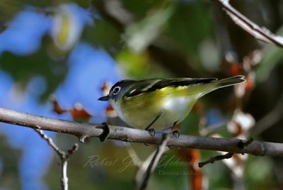 Blue Headed Vireo on a branch 25.jpg