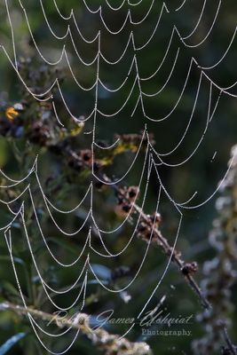 Web and Dew 25.jpg