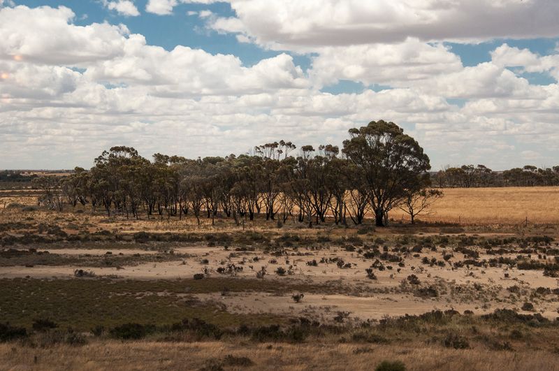 Beyond the Darling Ranges the West Australian countryside becomes steadily drier