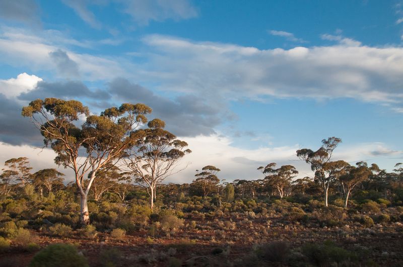 Still more outback eucalypt woodland alongside the Trans Australian Railway eastbound from Perth, Western Australia