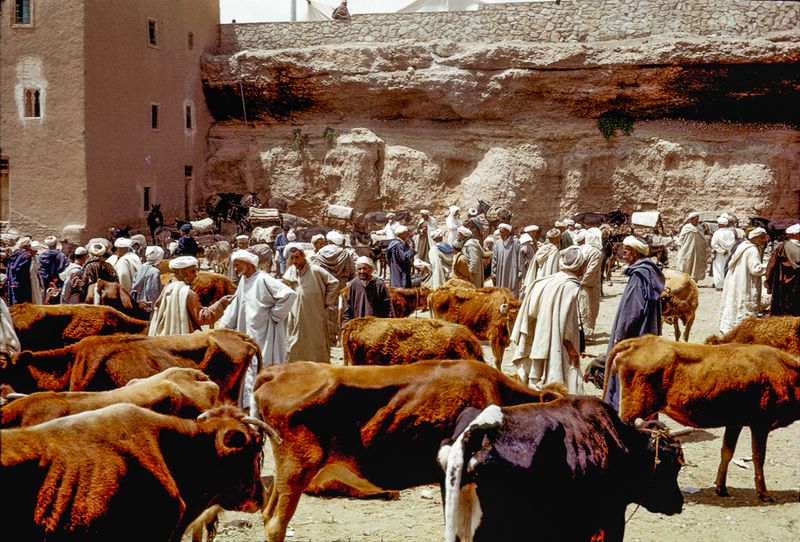 Cattle market, Tinehir, southern Morocco