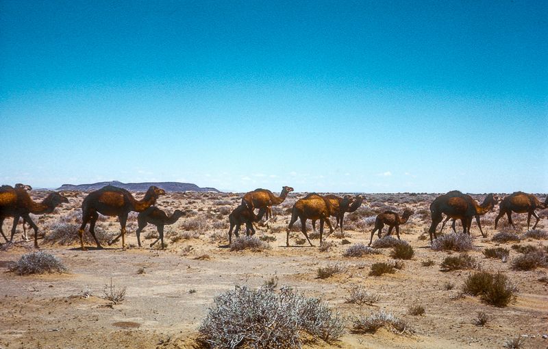 Camels on the move, southern Morocco