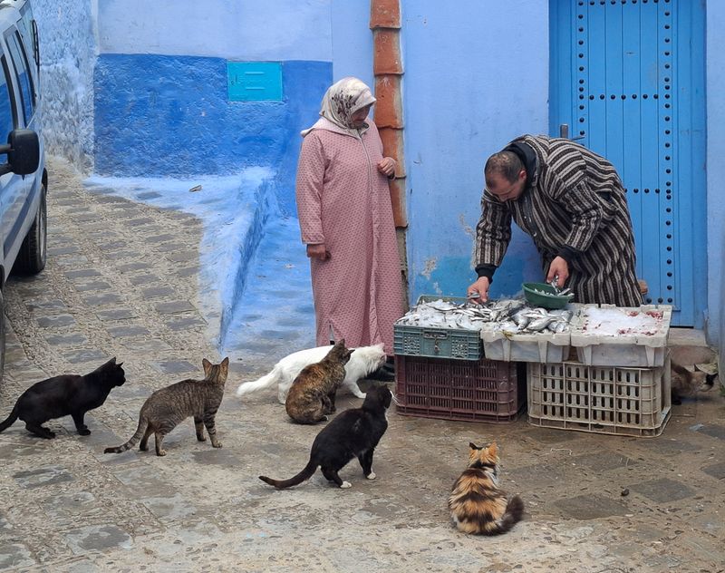 In Chefchaouen, as elsewhere in Morocco, cats seemingly outnumber humans