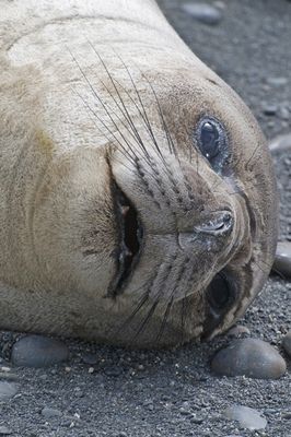 Elephant seal