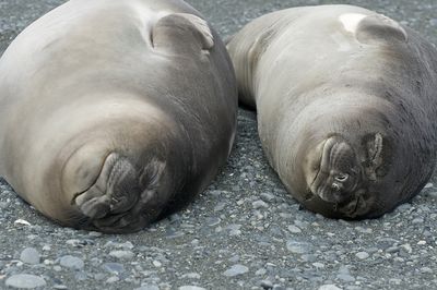 Elephant seal weaners (newly weaned)